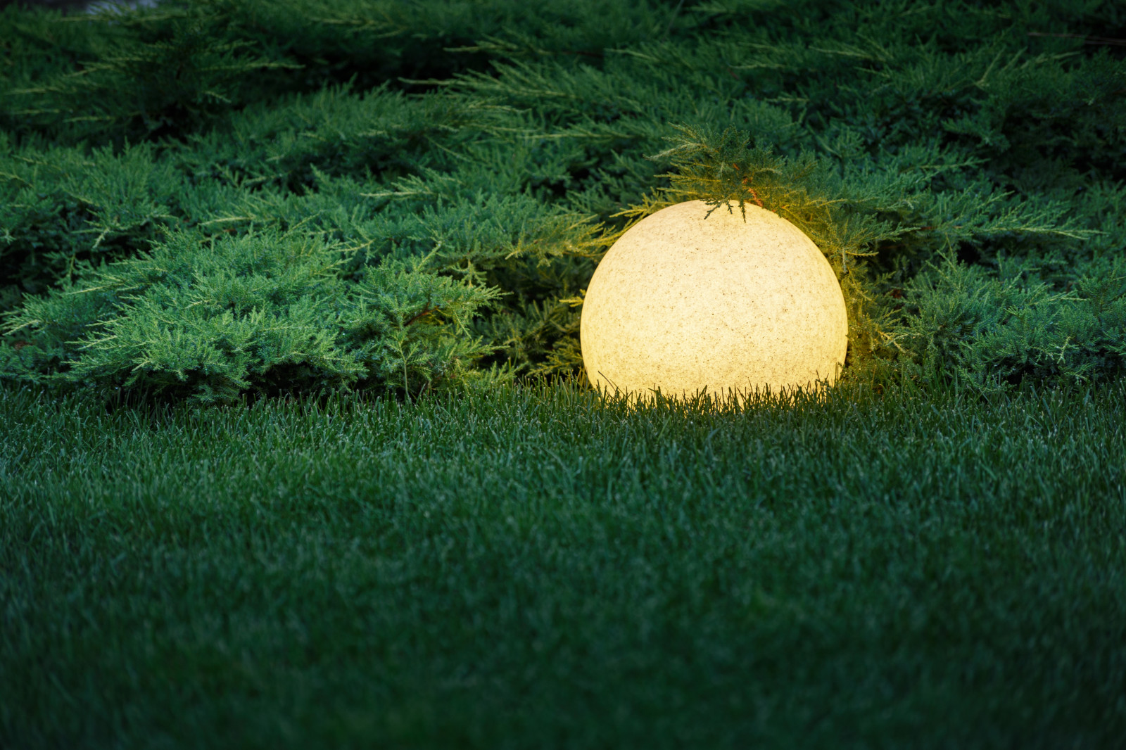 Розмарин. Ландшафтный Дизайн