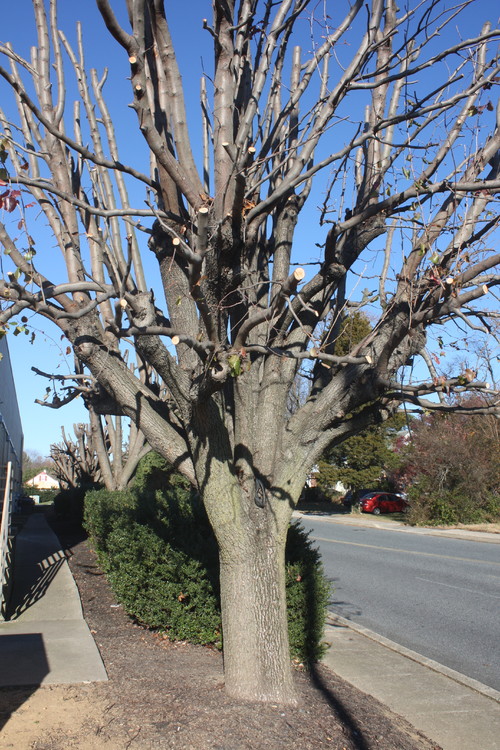 Bradford Pear Pruning