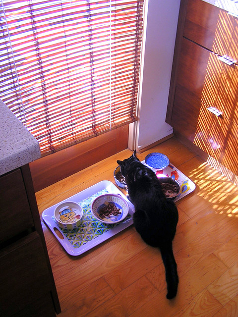 Cat Corner retro-koek