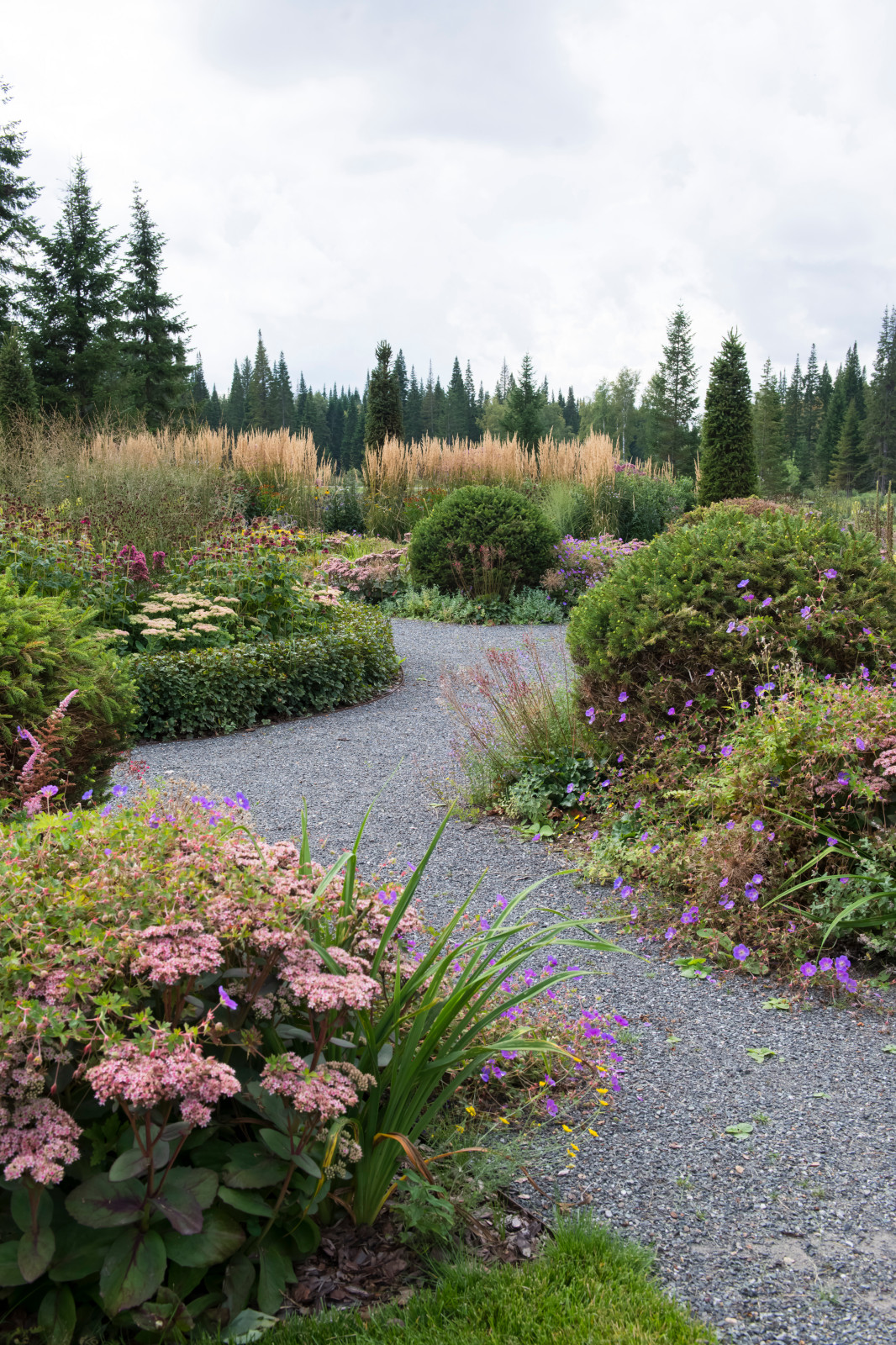 Многолетники