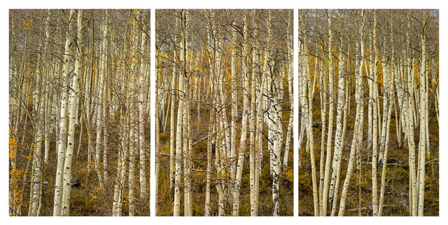 Brighton Aspens Triptych Print, Set of 3, 60"x120"