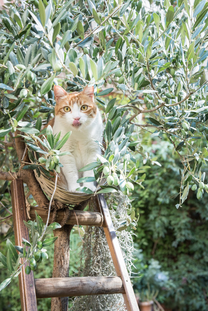 My Houzz: A Roma, un Giardino Meditativo e Parco Giochi per Gatti