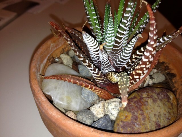 Help With my Zebra Cactus | Houzz Forum