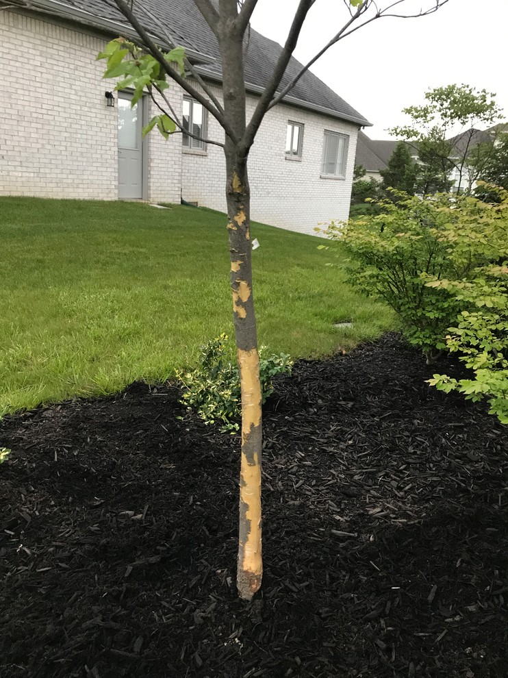 Dog chewed bark off my dogwood | Houzz Forum