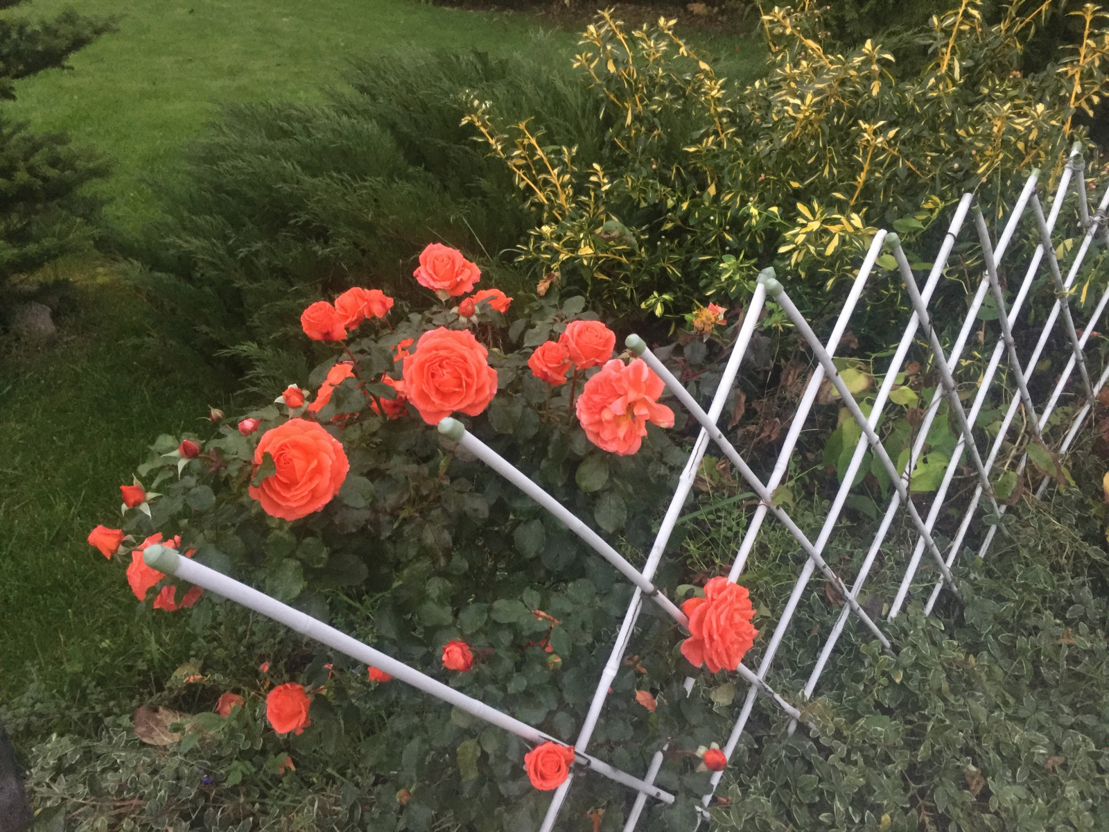 Ландшафтный проект узкого участка