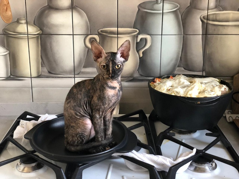 Кухонный фартук от Лены Ленских