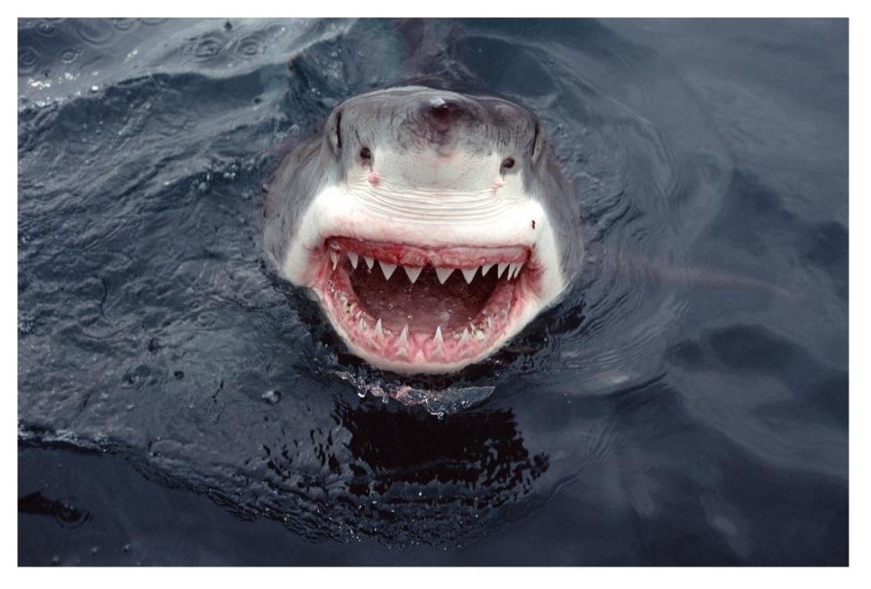 "Great White Shark at surface, South Australia" Print by Mike Parry, 26"x18"