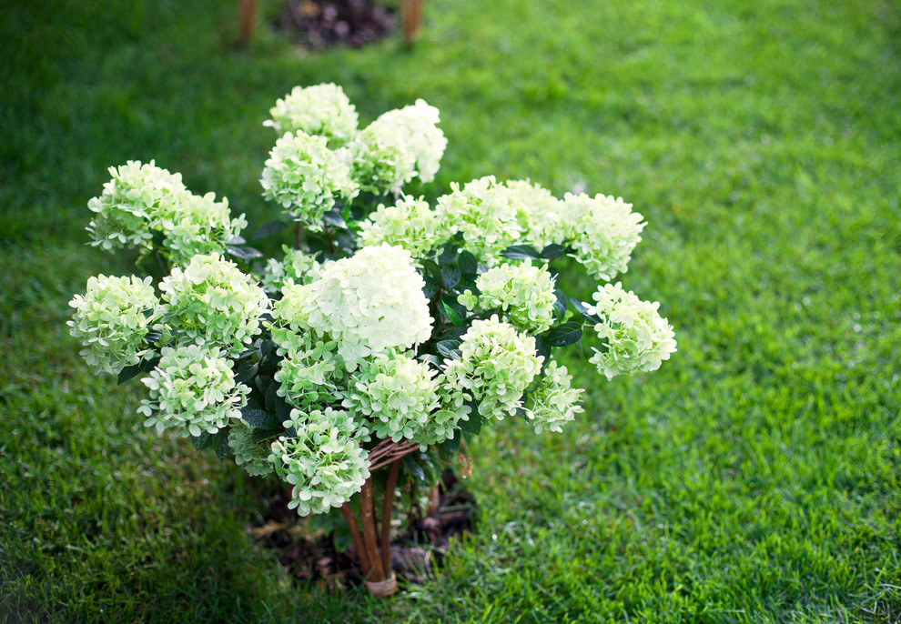 Вавиловец 1