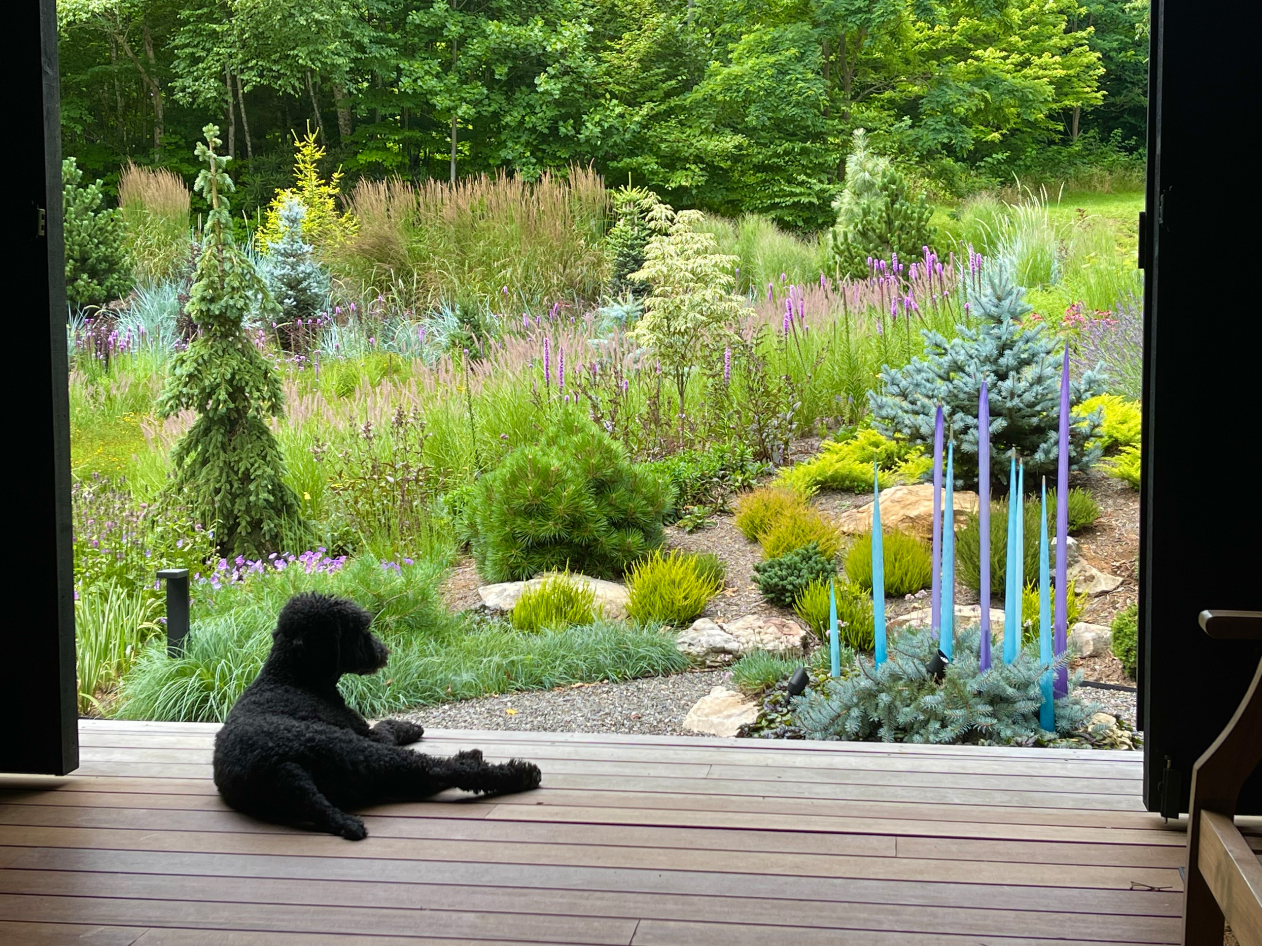 Dog and dogtrot:  Amador surveys the garden.