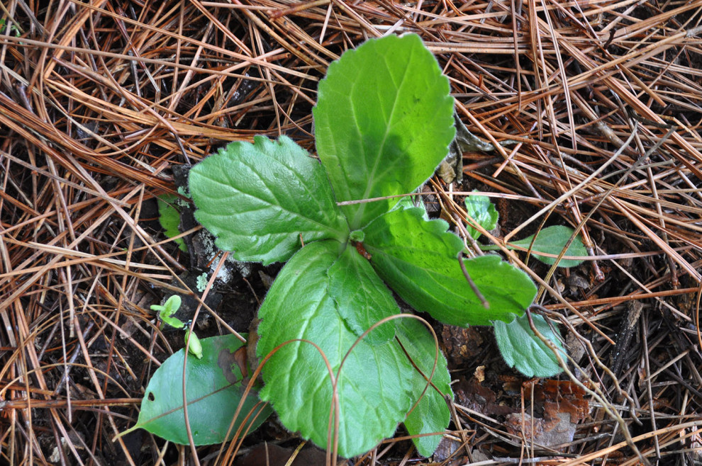 North GA woodlands plant 1