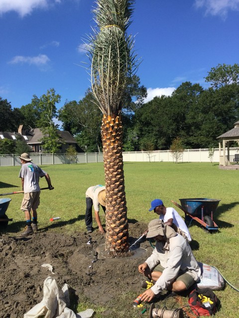Photo of a landscaping in New Orleans.