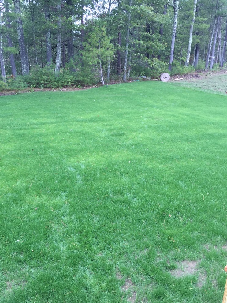 New Grass turning lime green in spots. Advice?