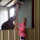 mackie_walsh