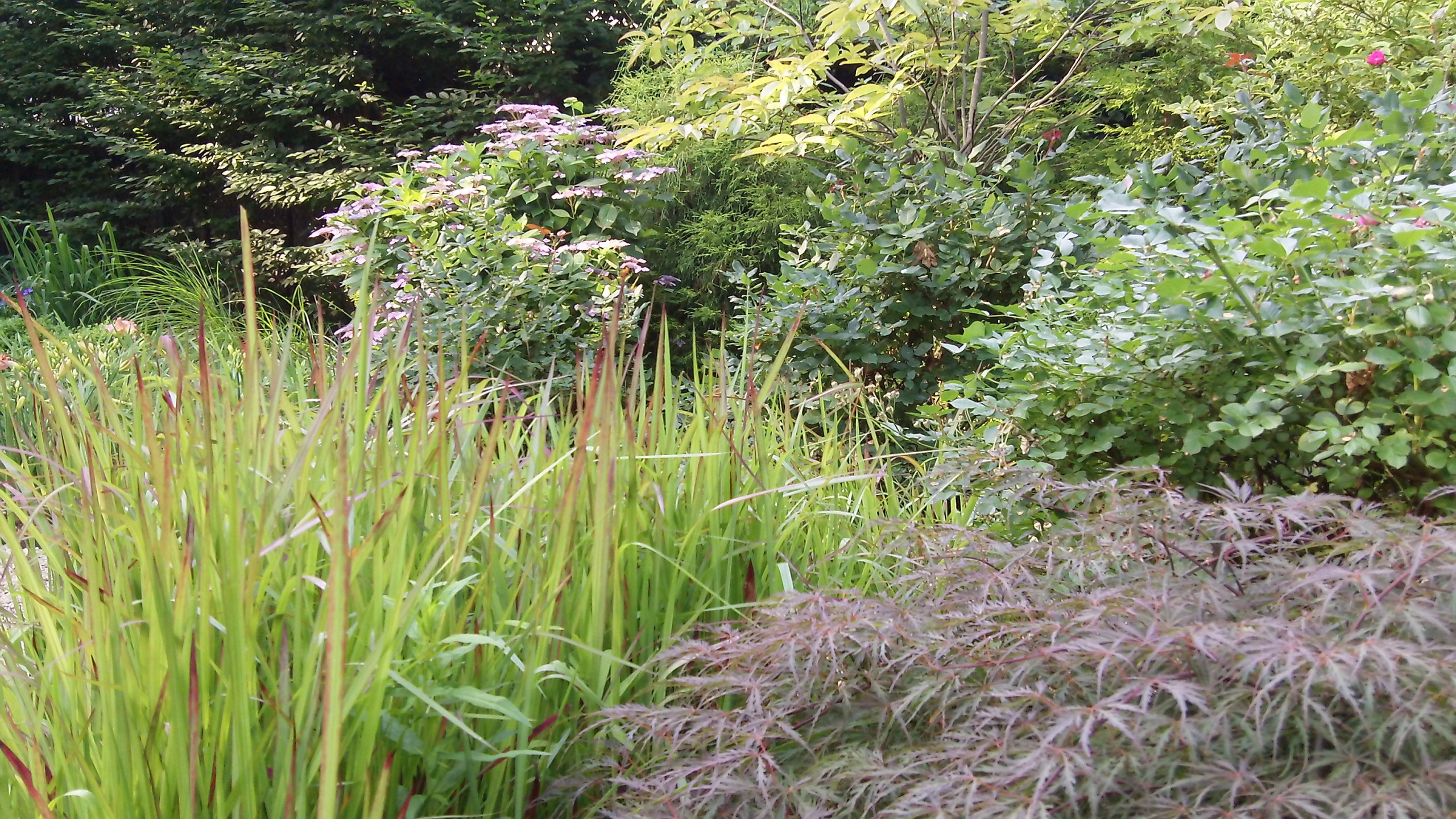 Perennials