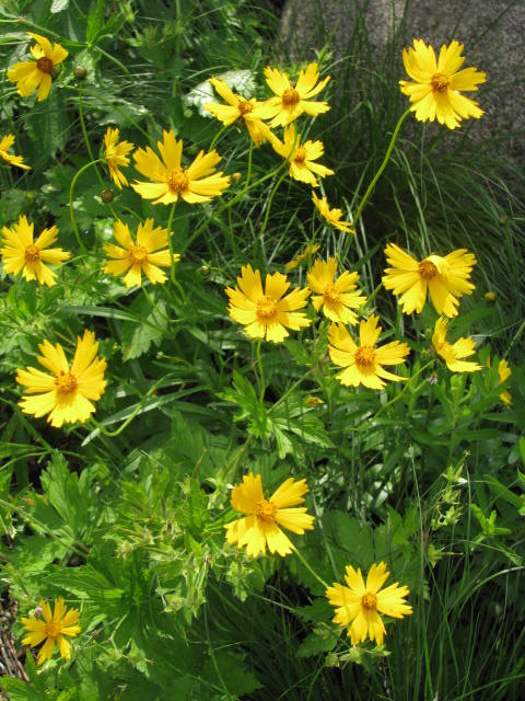 Inspiration for a rustic drought-tolerant landscaping for summer.