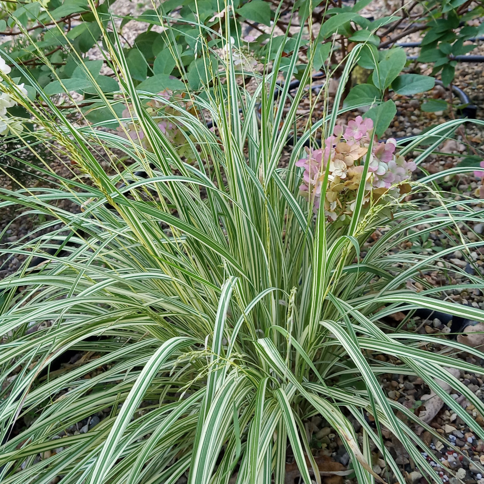 Сад в Рожновке