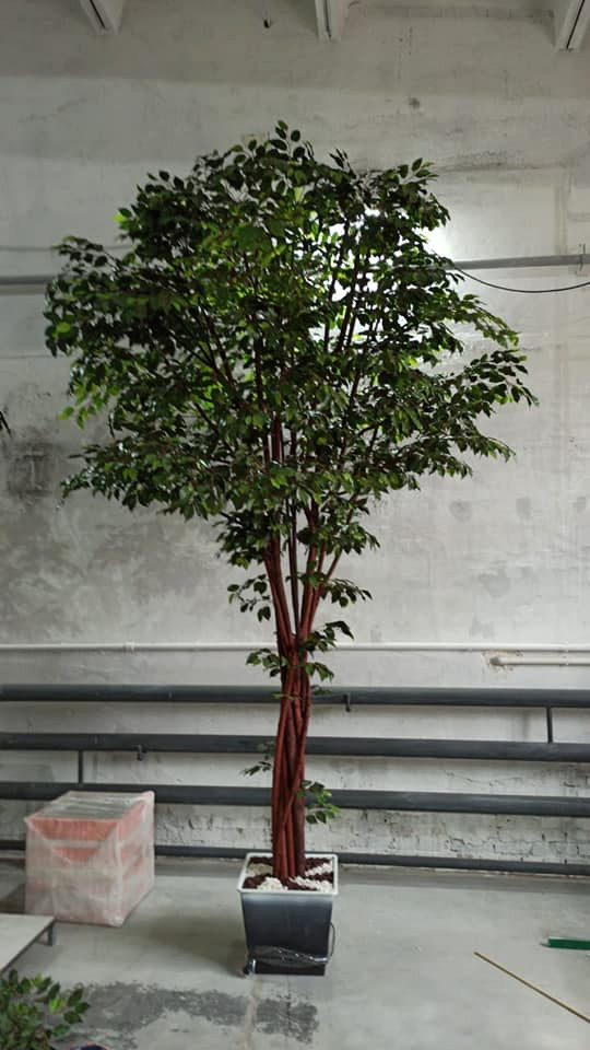 Крупномерные деревья для МармеладЛэнд