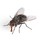 Fly Pest Control Brisbane