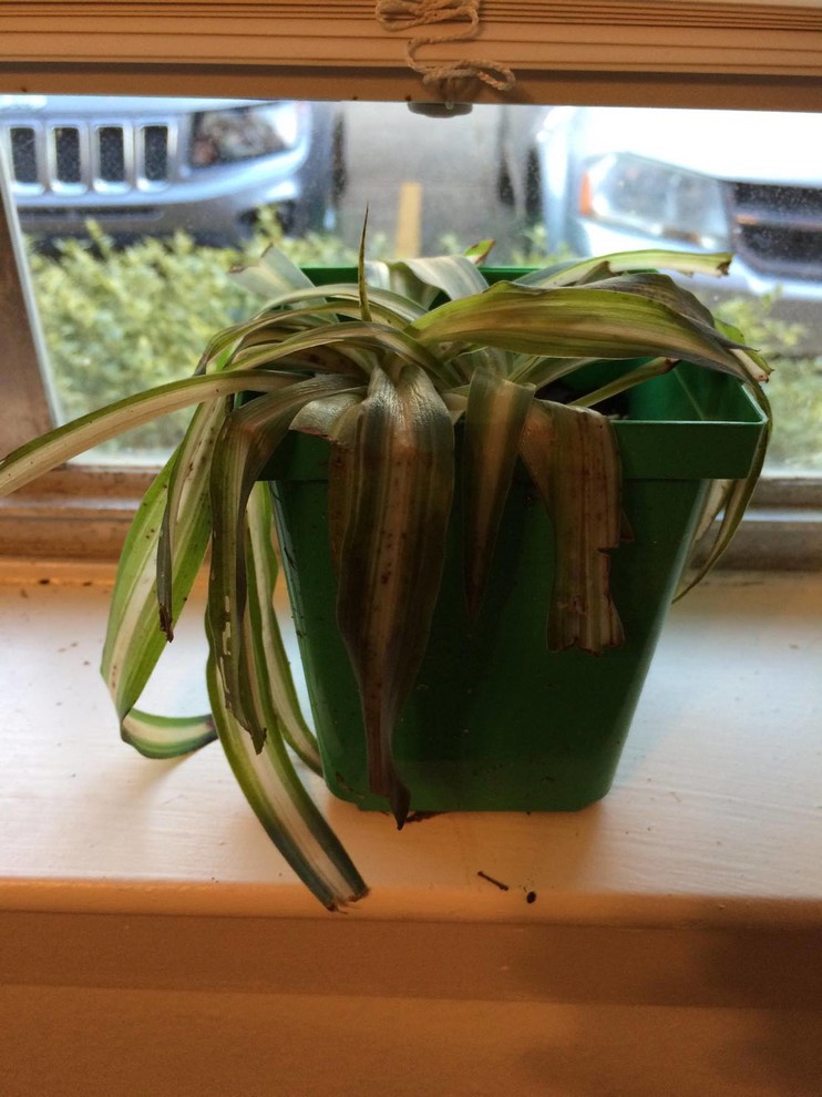 plant coffin flower pot Loved to Death Coffin Propagation Vase