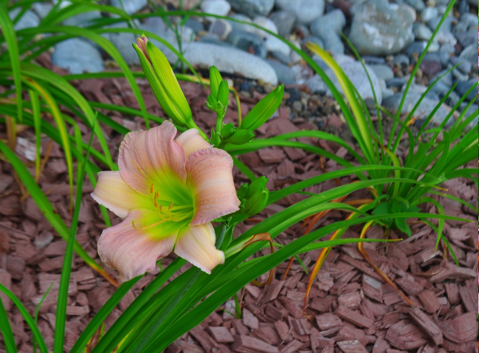 Живописный сад на 15-ти сотках