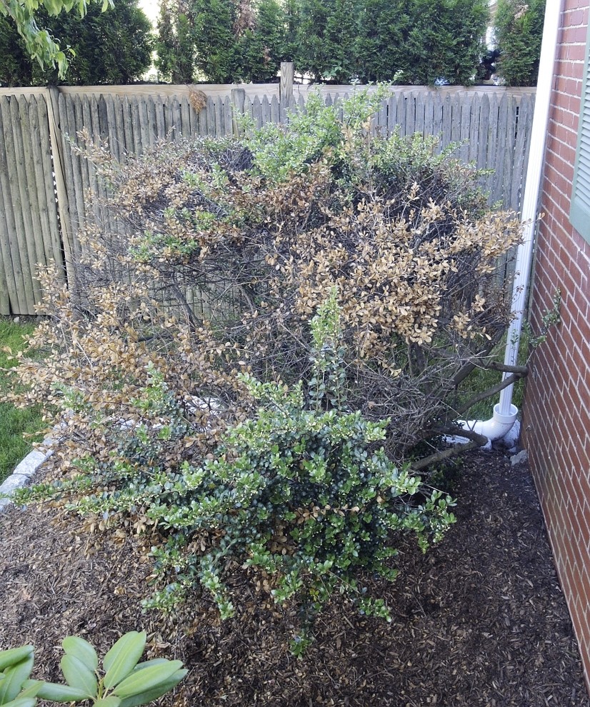 Japanese Holly dying turning brown, help with cause?