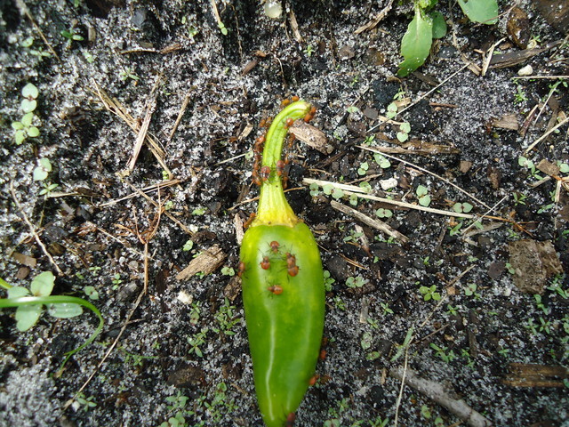 mites?? and stink bugs on peppers | Houzz Forum