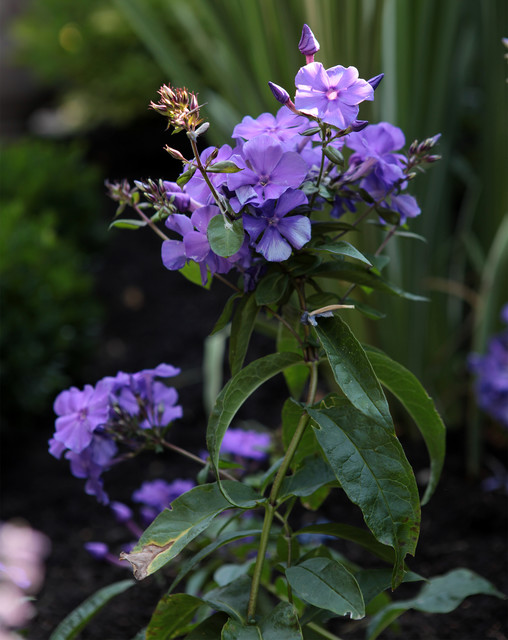 Flora & Fauna garden