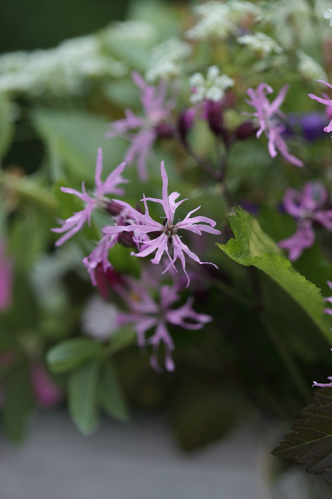 Садовые букеты