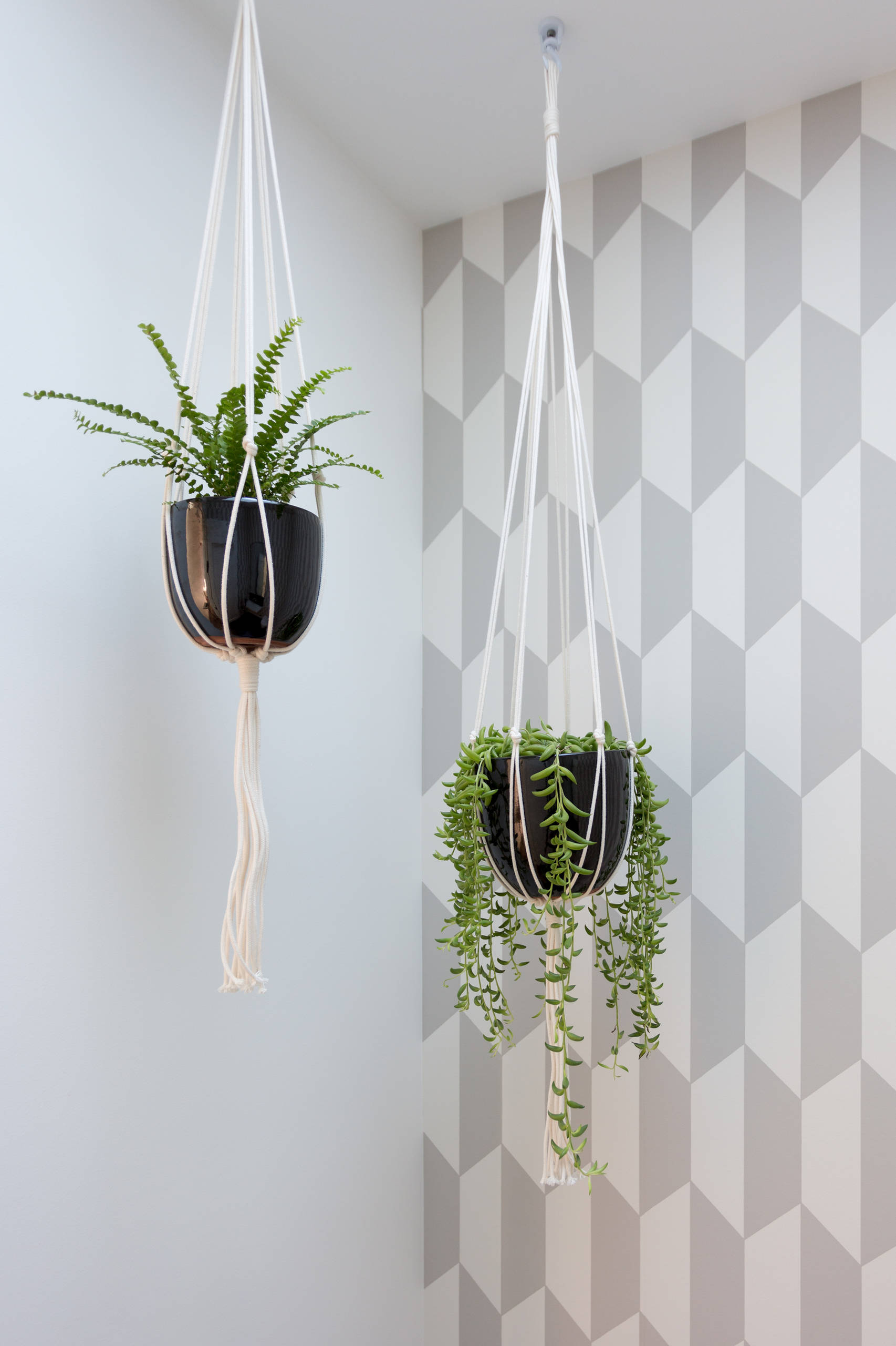 What to Know About Growing String of Bananas Plant