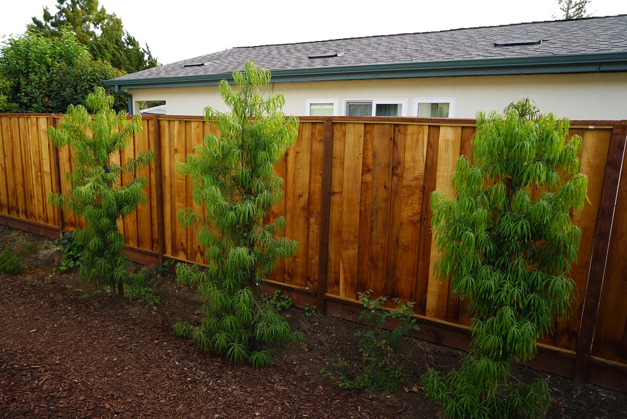 Side Yard Privacy/ Aesthetic Improvement