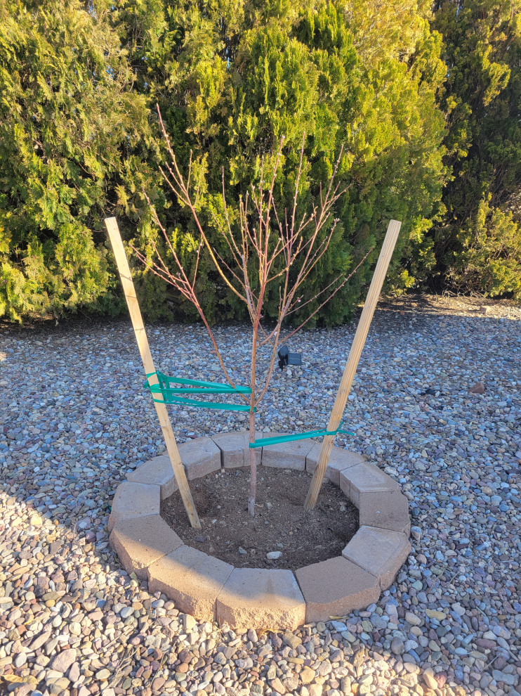 Nectarine Tree Pruning