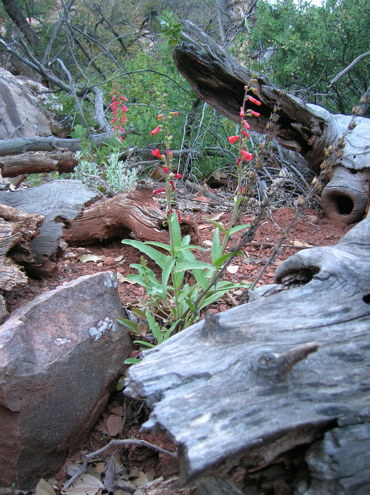 Salvia, but what kind? | Houzz Forum