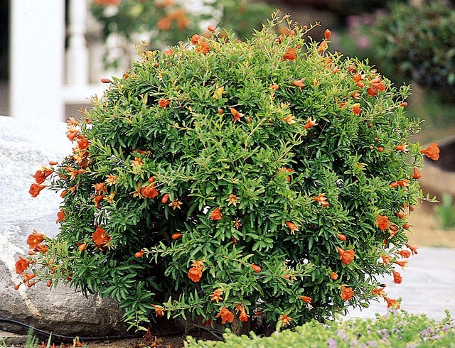 Dwarf Pomegranate Punica granatum 'Nana'