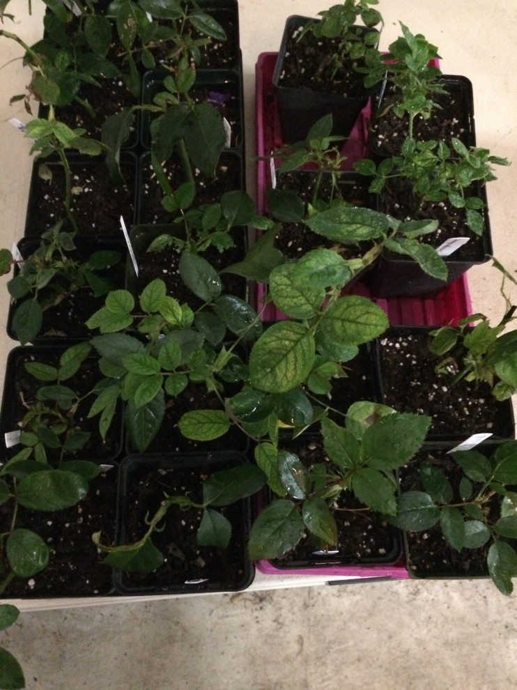 Show us your baby roses and tell us about them.