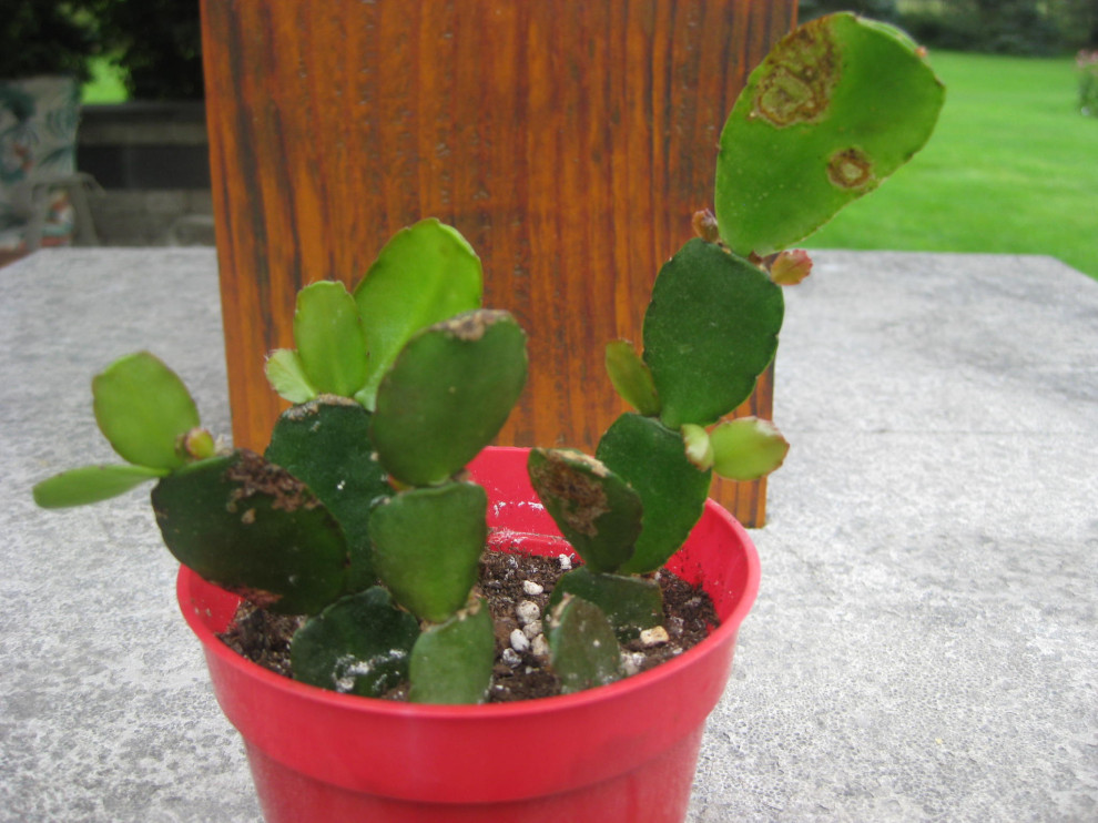 What are those spots on my Easter Cactus?