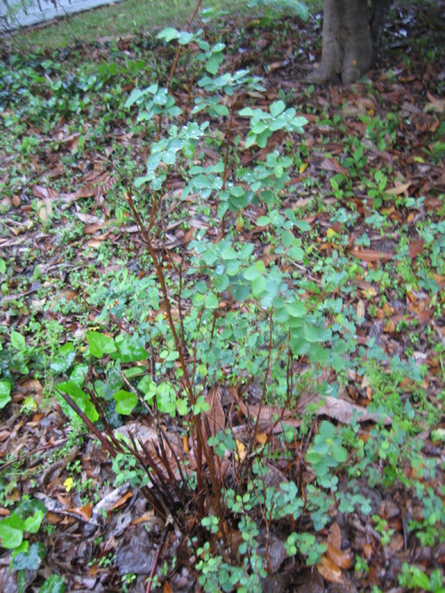 Bridals Wreath Spirea problem — BBC Gardeners' World Magazine