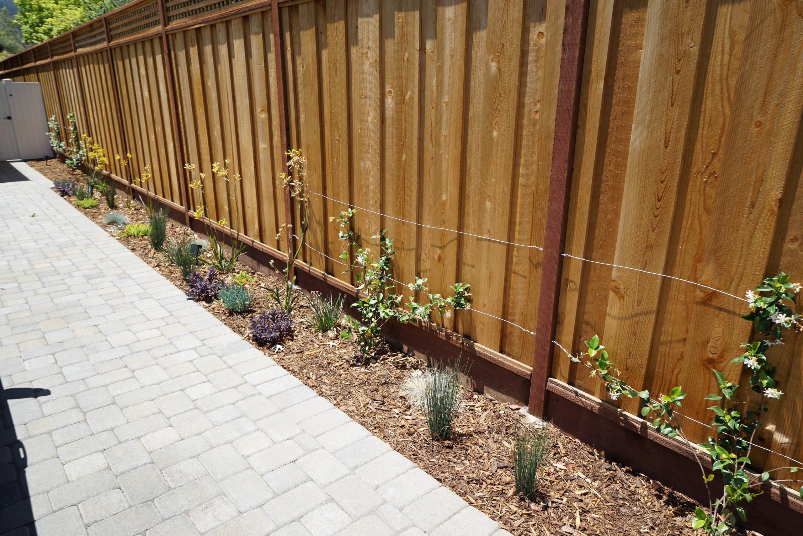 A Modern Take on the Cottage Garden