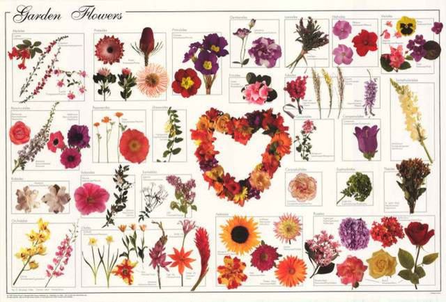 Garden Flowers Poster 24x36