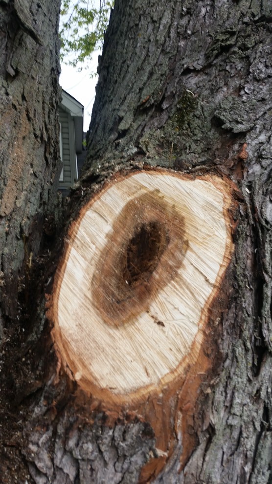 Interior rot on Maple Trees