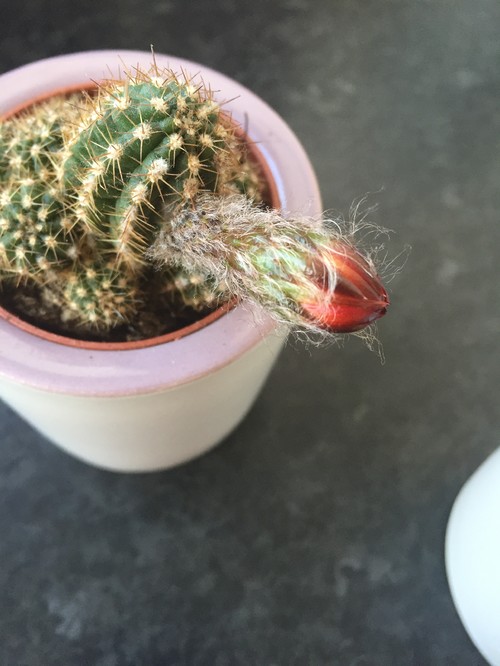 Why is my cactus growing a red bulb from the side? Photos