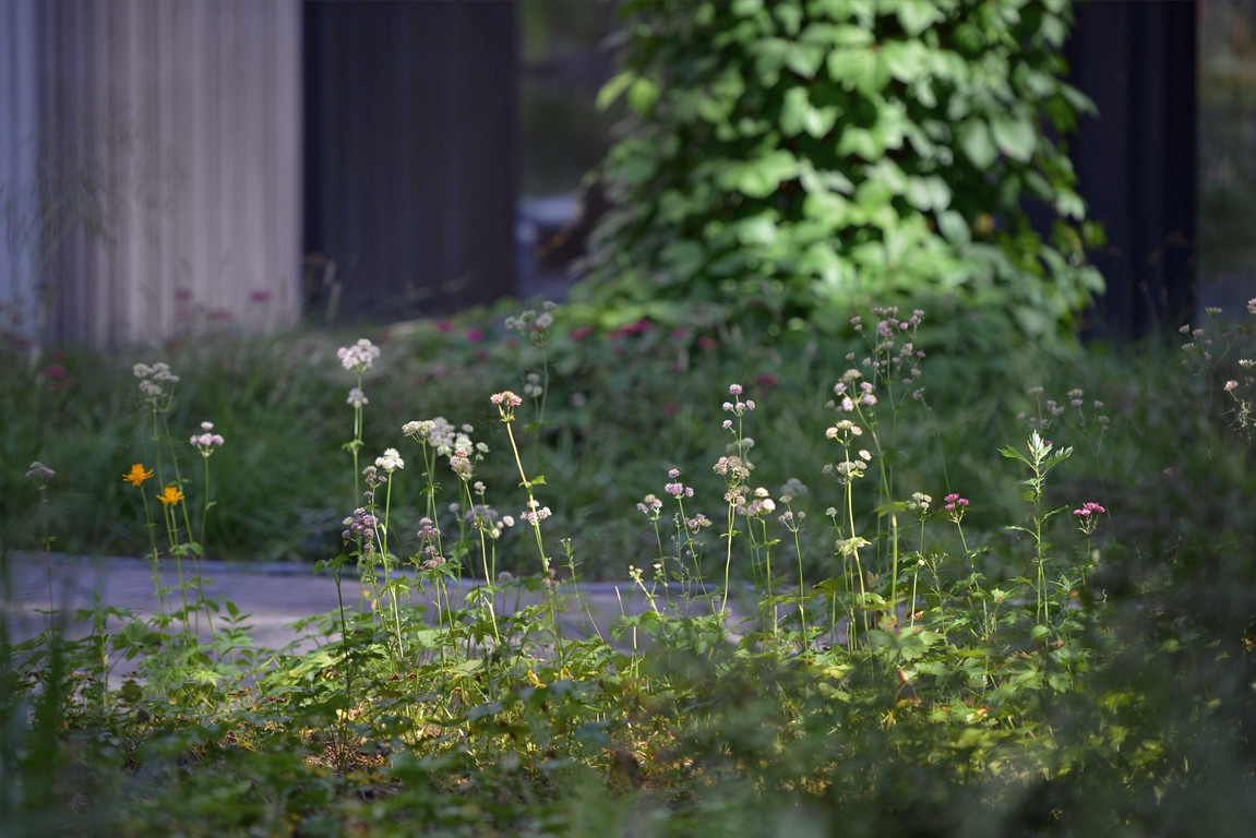 Лесная Рапсодия