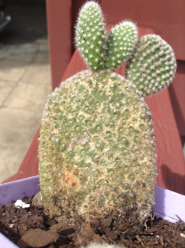 Please help my bunny ear cactus!!! | Houzz Forum