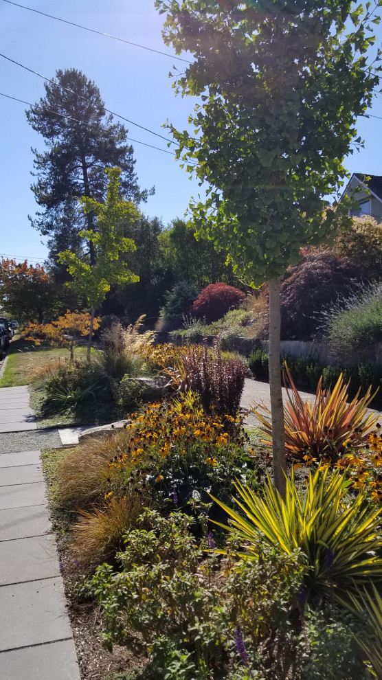 Contemporary front yard full sun xeriscape in Seattle with with rock feature and concrete pavers for fall.