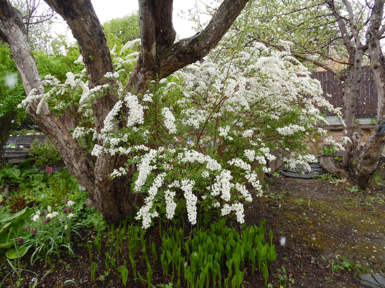 Сад для ландшафтного дизайнера.