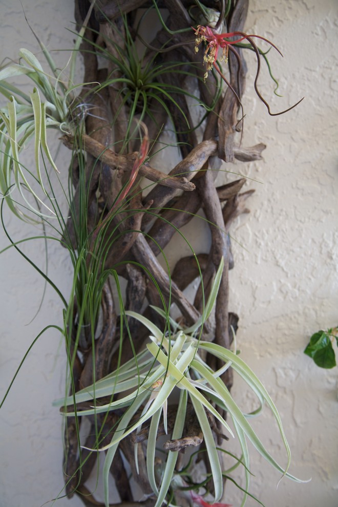 This is an example of an eclectic landscaping in Miami.