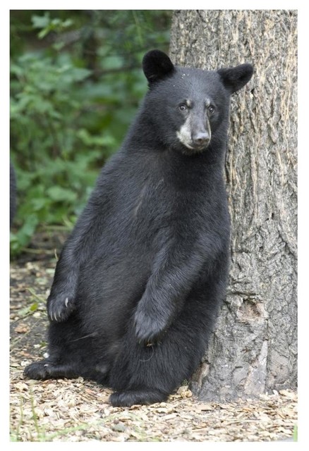 Black Bear Cub Leaning Against Tree, Bear Cub Floor Lamp