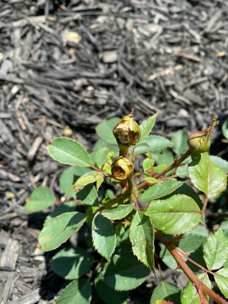 Who is Eating my roses?