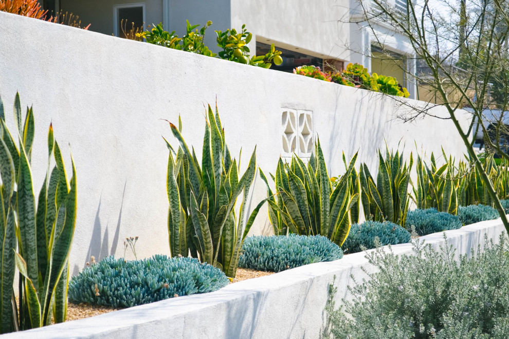 Photo of a midcentury xeriscape in Orange County with concrete pavers.