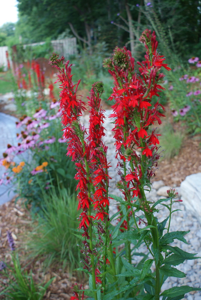 Maple Grove Steel Garden