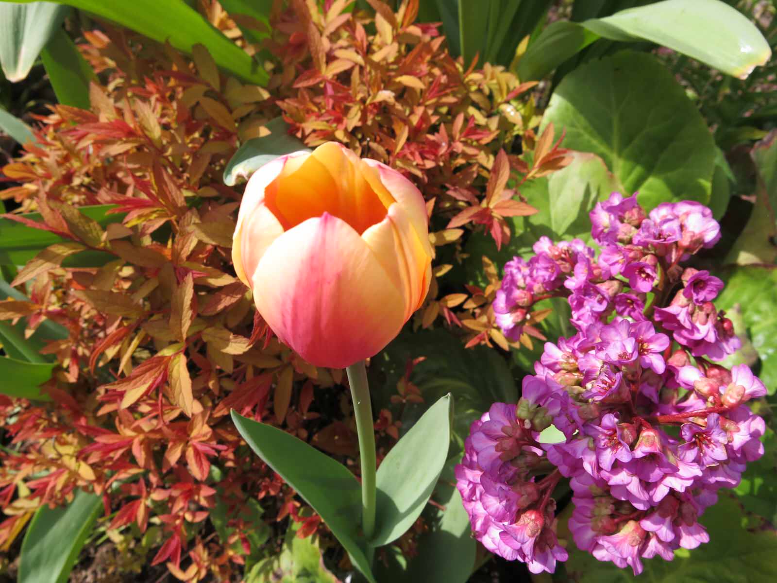 ТЕПЛЫШКО МОЕ. ВЕСНА.